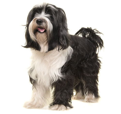 Puppy clearance tibetan terrier